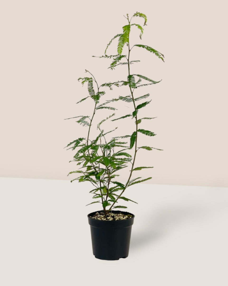 Persian Silk Plant - grow pot - Potted plant - Tumbleweed Plants - Online Plant Delivery Singapore