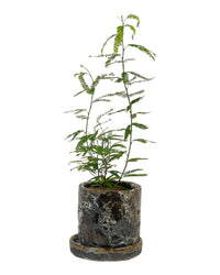 Persian Silk Plant - grow pot - Potted plant - Tumbleweed Plants - Online Plant Delivery Singapore