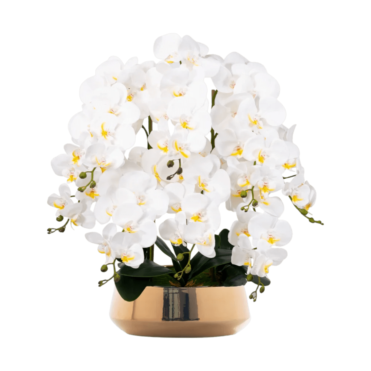 Phalaenopsis Charm - Lifelike Orchid Bloom Décor - Potted plant - 4822216069151 - 0 - Tumbleweed Plants - Online Plant Delivery Singapore