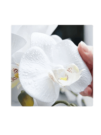 Phalaenopsis Charm - Lifelike Orchid Bloom Décor - Potted plant - 4822216069146 - 0 - Tumbleweed Plants - Online Plant Delivery Singapore