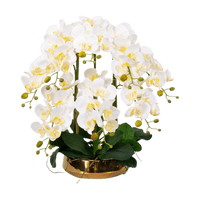 Phalaenopsis Charm - Lifelike Orchid Bloom Décor - Potted plant - 4822216069149 - 0 - Tumbleweed Plants - Online Plant Delivery Singapore