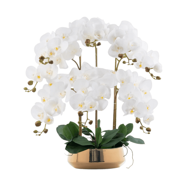 Phalaenopsis Charm - Lifelike Orchid Bloom Décor - Potted plant - 4822216069150 - 0 - Tumbleweed Plants - Online Plant Delivery Singapore