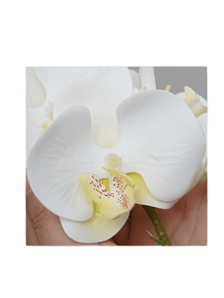 Phalaenopsis Charm - Lifelike Orchid Bloom Décor - Potted plant - 4822216069150 - 0 - Tumbleweed Plants - Online Plant Delivery Singapore