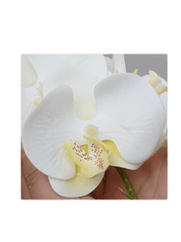 Phalaenopsis Charm - Lifelike Orchid Bloom Décor - Potted plant - 4822216069150 - 0 - Tumbleweed Plants - Online Plant Delivery Singapore