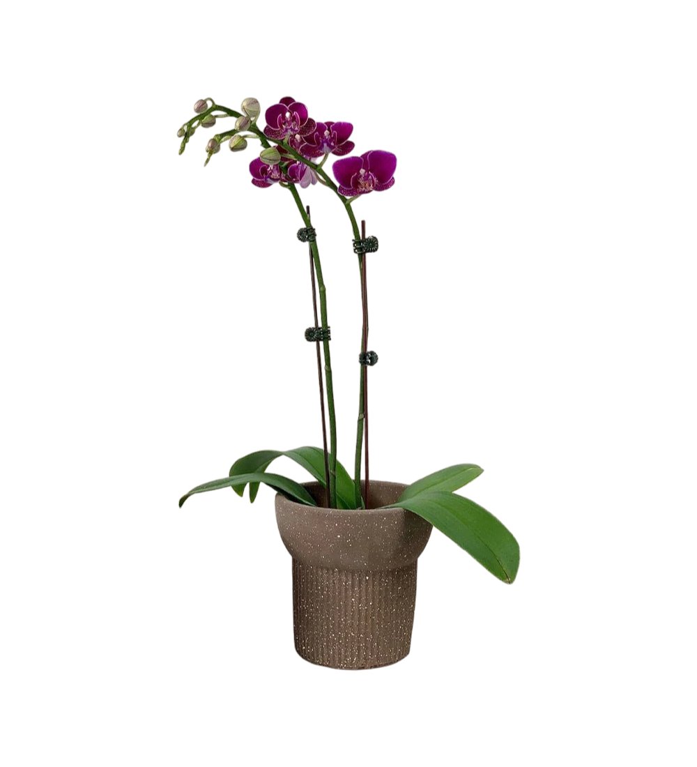 Phalaenopsis Enchanting - Potted plant - Tumbleweed Plants - Online Plant Delivery Singapore