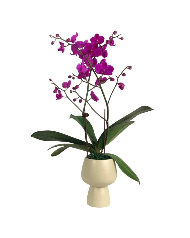 Phalaenopsis Orchid Arrangement in Ceramic Sand Pot - Potted plant - Tumbleweed Plants - Online Plant Delivery Singapore
