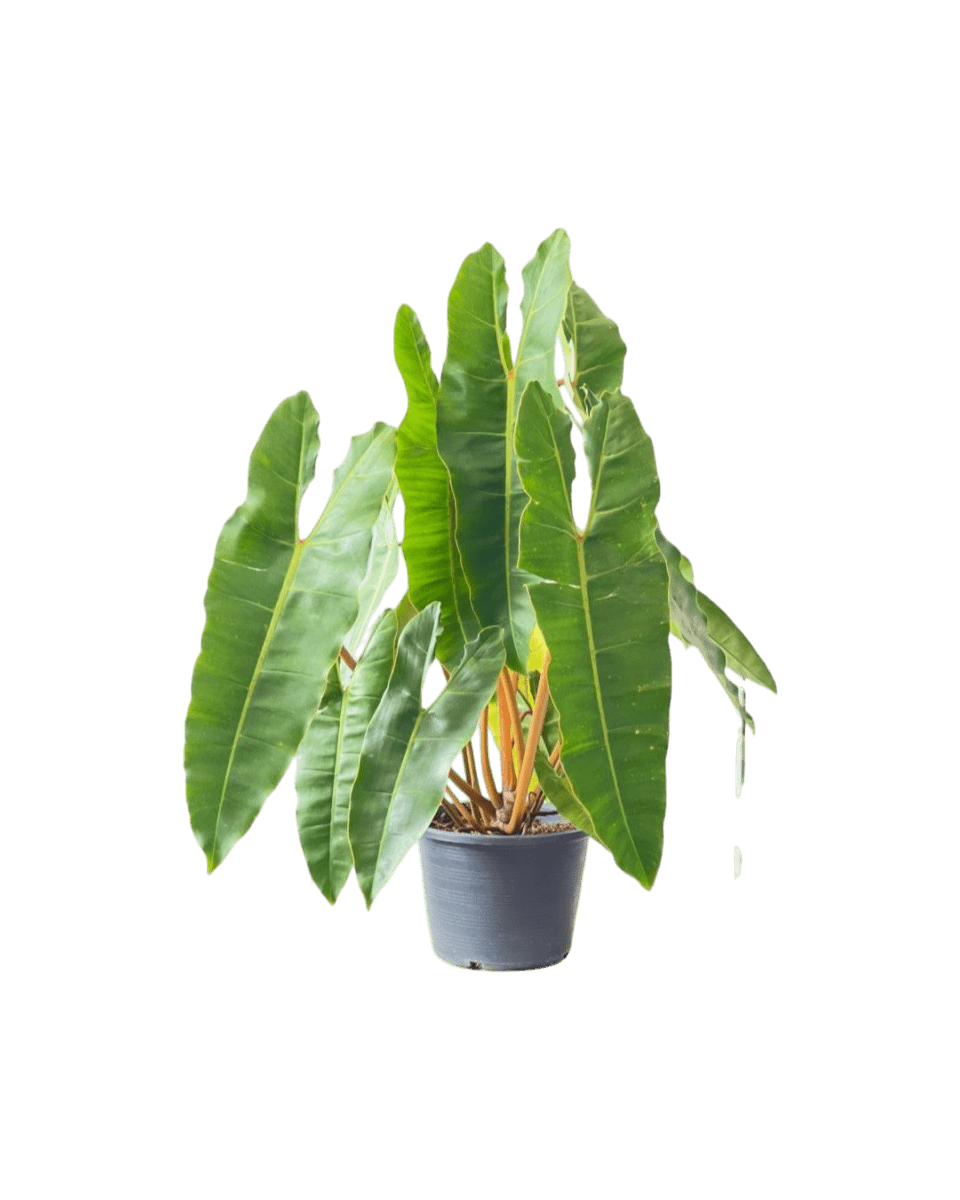 Philodendron Billie Plant - Potted plant - POTT - PHIL - GRW - 5462 - Tumbleweed Plants - Online Plant Delivery Singapore