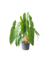 Philodendron Billie Plant - Potted plant - POTT - PHIL - GRW - 5462 - Tumbleweed Plants - Online Plant Delivery Singapore