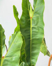 Philodendron Billie Plant - terracotta pot (30cm) - Potted plant - Tumbleweed Plants - Online Plant Delivery Singapore
