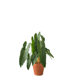 Philodendron Billie Plant - Potted plant - POTT - PHIL - SDN - 5461 - Tumbleweed Plants - Online Plant Delivery Singapore