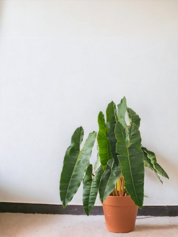 Philodendron Billie Plant - terracotta pot (30cm) - Potted plant - Tumbleweed Plants - Online Plant Delivery Singapore