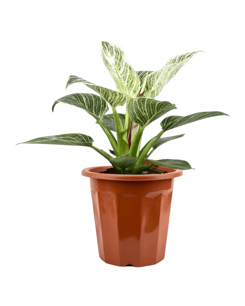 Philodendron Birkin - Potted plant - JUST - PHIL - GRW - 2622 - Tumbleweed Plants - Online Plant Delivery Singapore