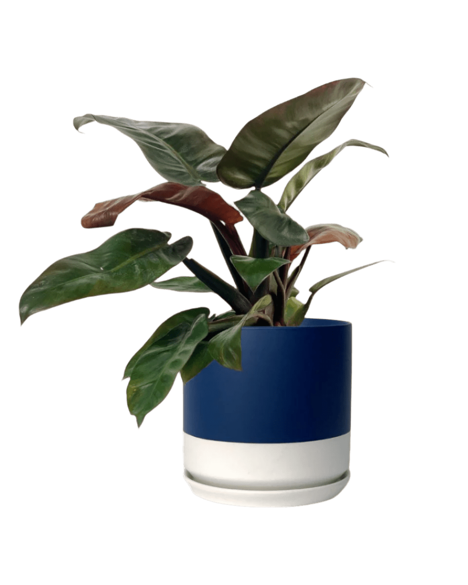 blue white two tone pot