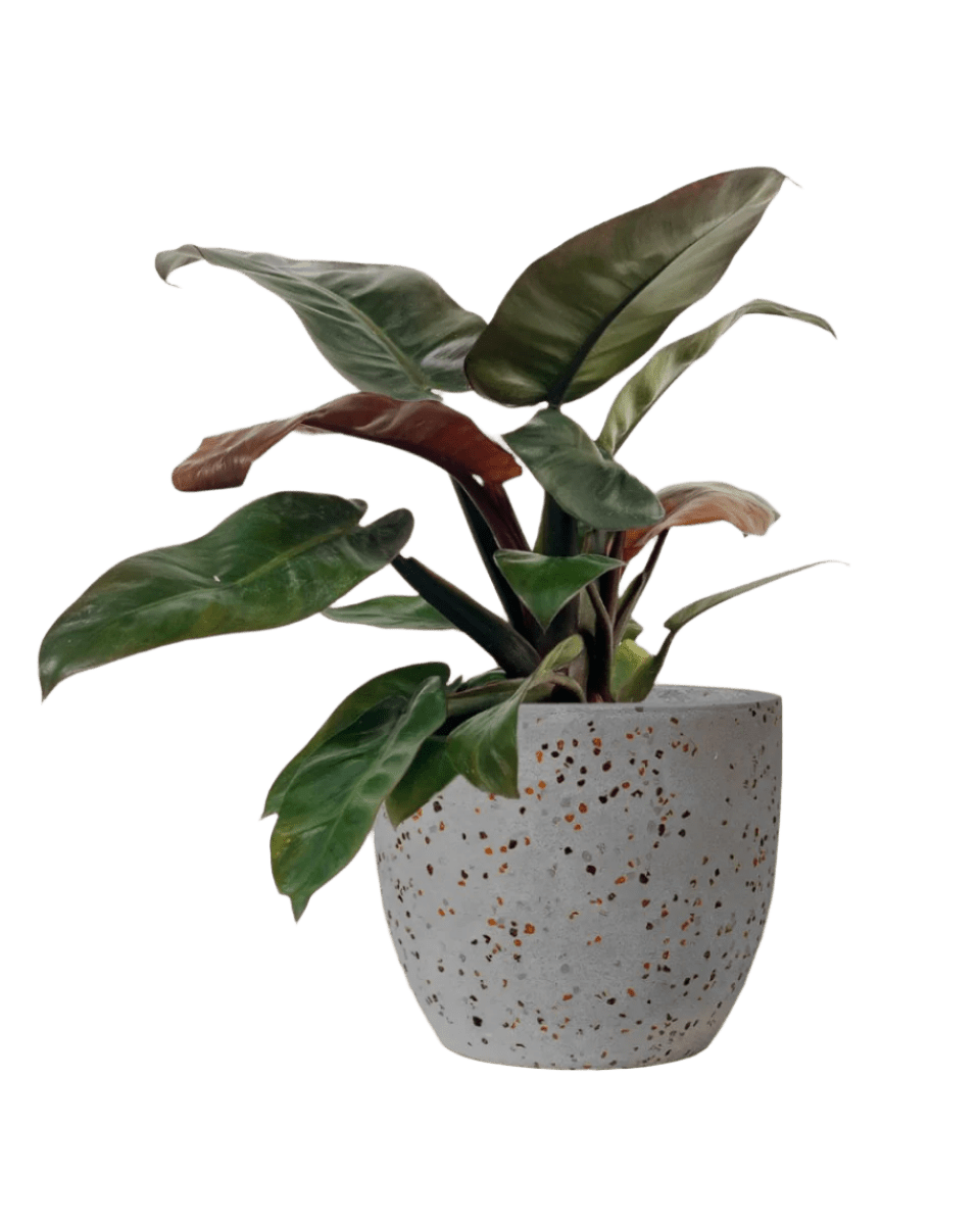 Philodendron ‘Black Cardinal’ - Potted plant - POTT - PHIL - GGP - 3783 - Tumbleweed Plants - Online Plant Delivery Singapore