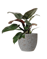 Philodendron ‘Black Cardinal’ - Potted plant - POTT - PHIL - GGP - 3783 - Tumbleweed Plants - Online Plant Delivery Singapore