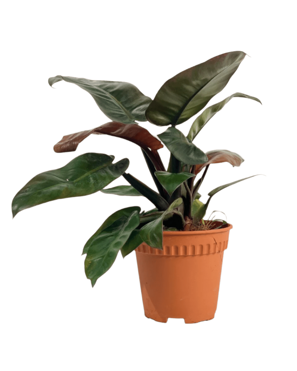 Philodendron ‘Black Cardinal’ - Potted plant - POTT - PHIL - GRW - 3784 - Tumbleweed Plants - Online Plant Delivery Singapore