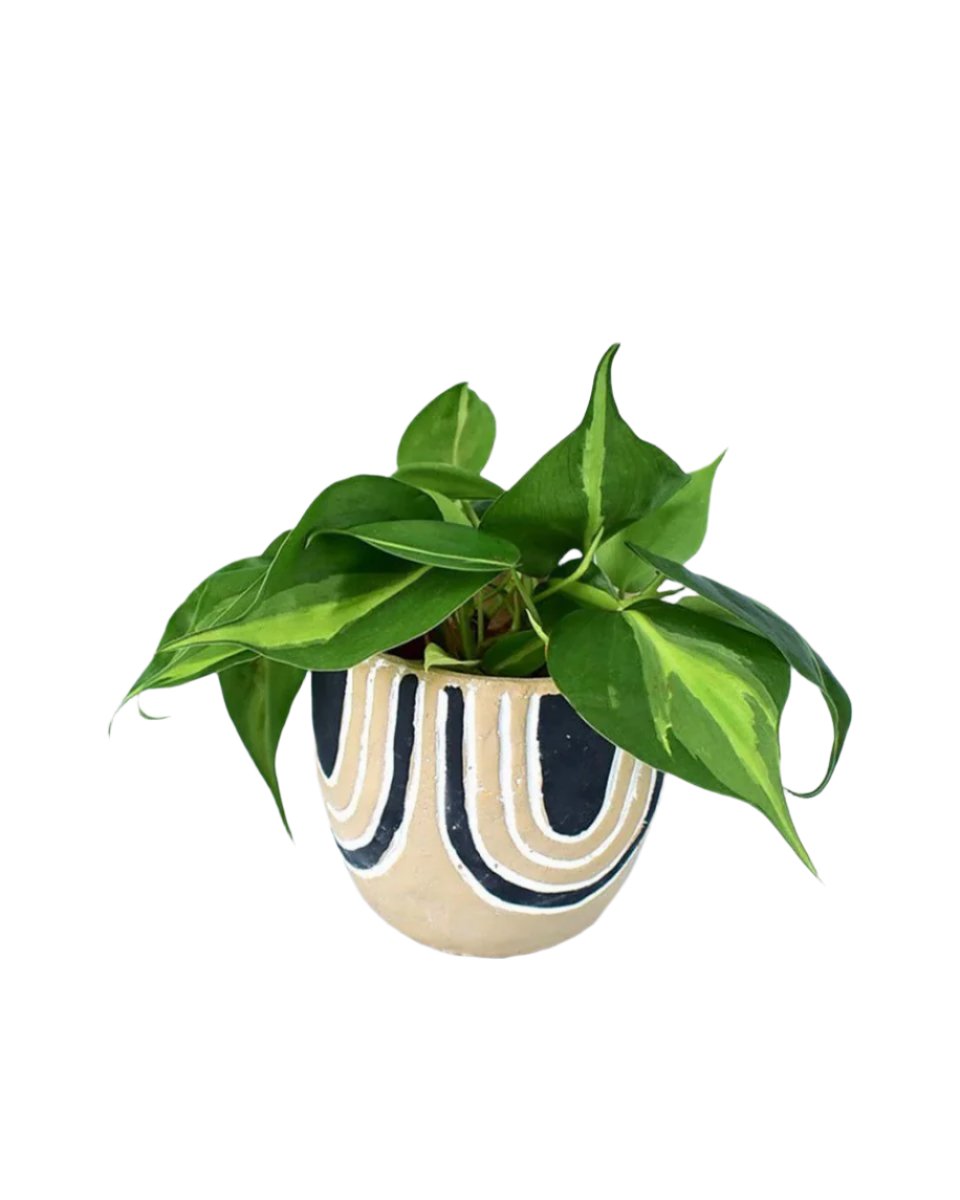 Philodendron Brasil paired with asha planter