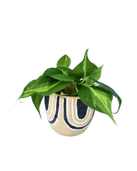 Philodendron Brasil paired with asha planter