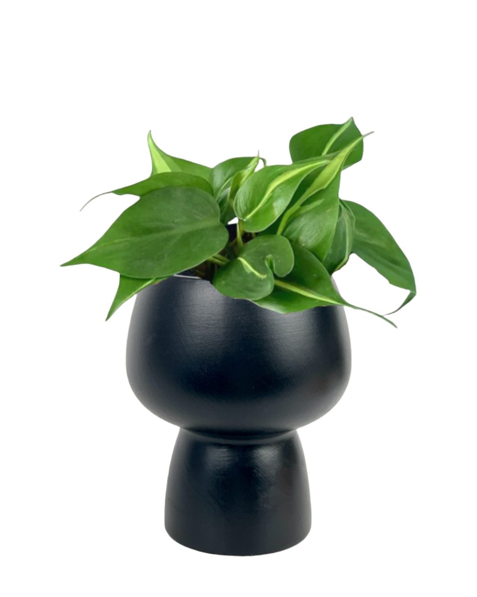 Philodendron Brasil paired with black ceramic sand pot