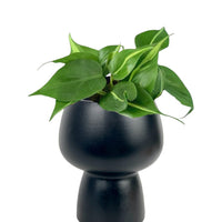 Philodendron Brasil