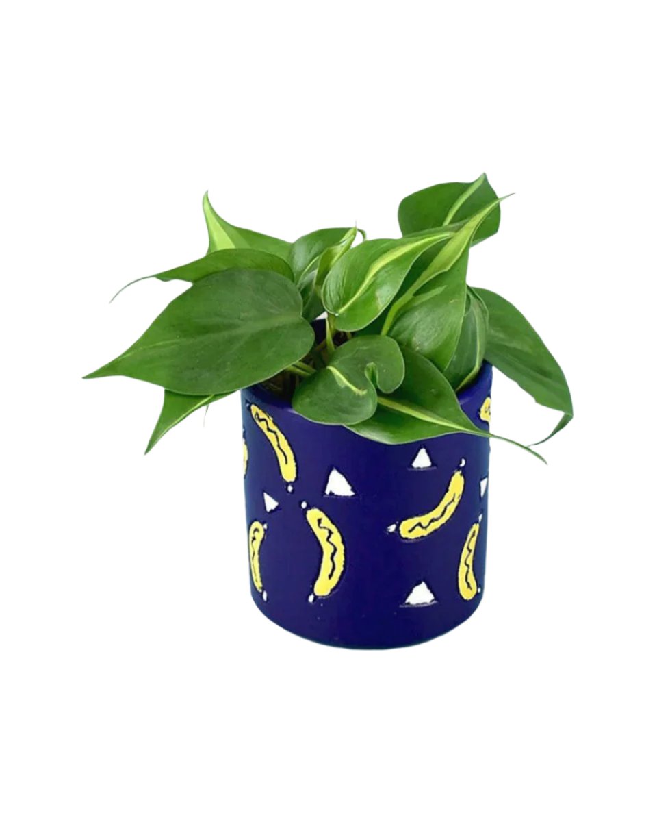 Philodendron Brasil paired with banana pot - blue