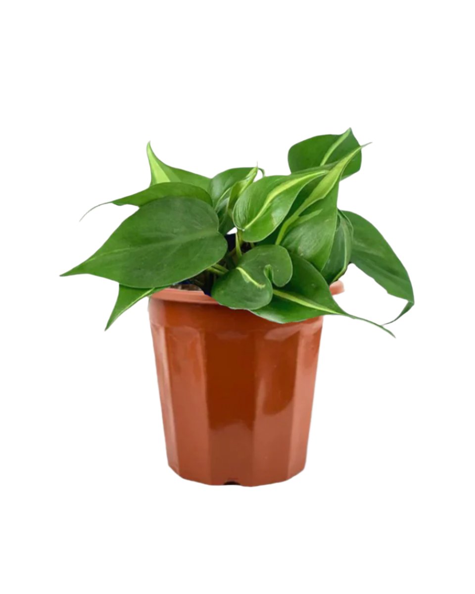 Philodendron Brasil in a grow pot