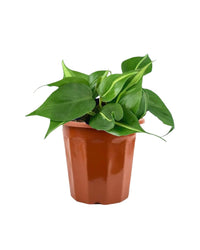 Philodendron Brasil in a grow pot