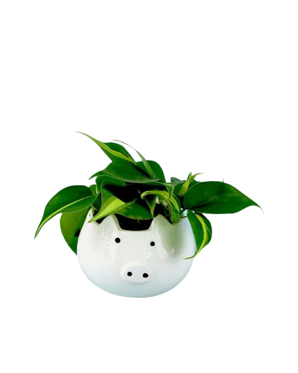 piggy planter