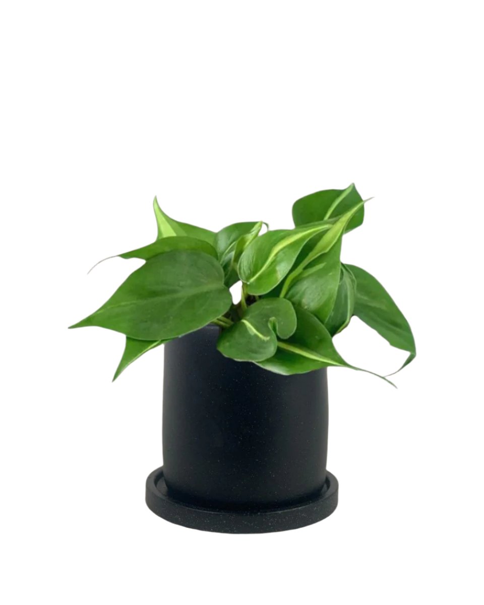 Philodendron Brasil paired with small brindle pot - black