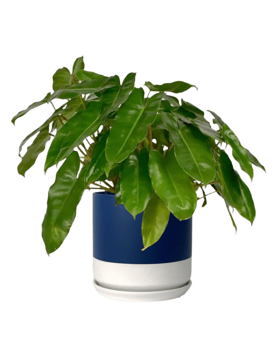 Philodendron Burle Marx - Potted plant - POTT - PHIL - BLW - 3971 - Tumbleweed Plants - Online Plant Delivery Singapore