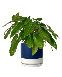 Philodendron Burle Marx - Potted plant - POTT - PHIL - BLW - 3971 - Tumbleweed Plants - Online Plant Delivery Singapore