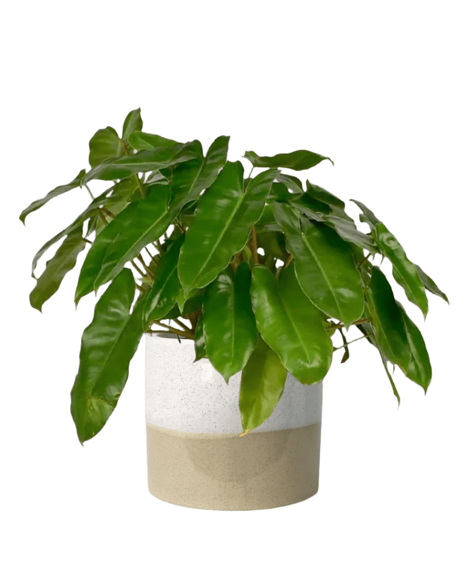 Philodendron Burle Marx - Potted plant - POTT - PHIL - CRM - 3970 - Tumbleweed Plants - Online Plant Delivery Singapore