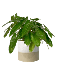 Philodendron Burle Marx - Potted plant - POTT - PHIL - CRM - 3970 - Tumbleweed Plants - Online Plant Delivery Singapore