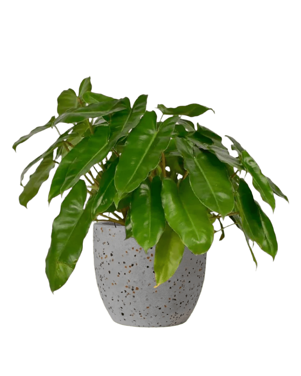 Philodendron Burle Marx - Potted plant - JUST - PHIL - TRR - 2529 - Tumbleweed Plants - Online Plant Delivery Singapore