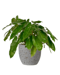 Philodendron Burle Marx - Potted plant - JUST - PHIL - TRR - 2529 - Tumbleweed Plants - Online Plant Delivery Singapore