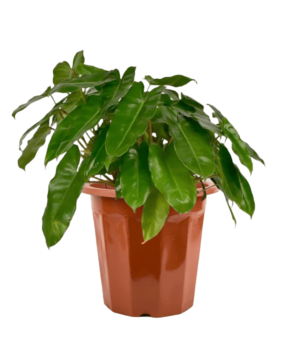 Philodendron Burle Marx - Potted plant - JUST - PHIL - GRW - 2530 - Tumbleweed Plants - Online Plant Delivery Singapore