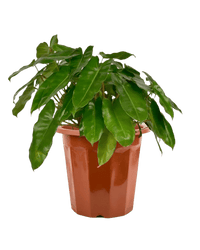 Philodendron Burle Marx - Potted plant - JUST - PHIL - GRW - 2530 - Tumbleweed Plants - Online Plant Delivery Singapore