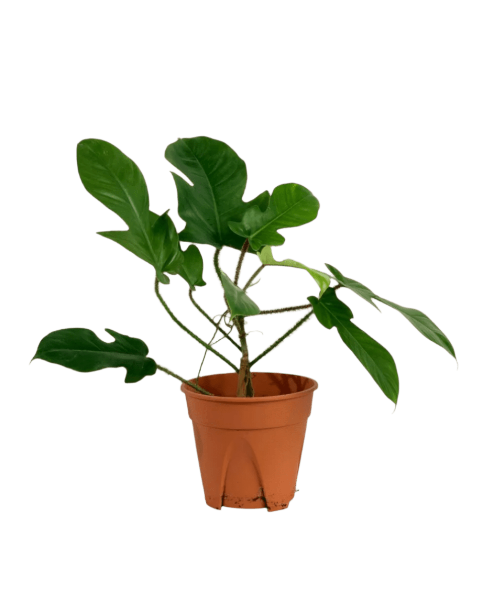 Philodendron Florida Beauty Red Stem in a grow pot