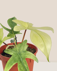 Philodendron Florida Ghost - grow pot - Potted plant - Tumbleweed Plants - Online Plant Delivery Singapore
