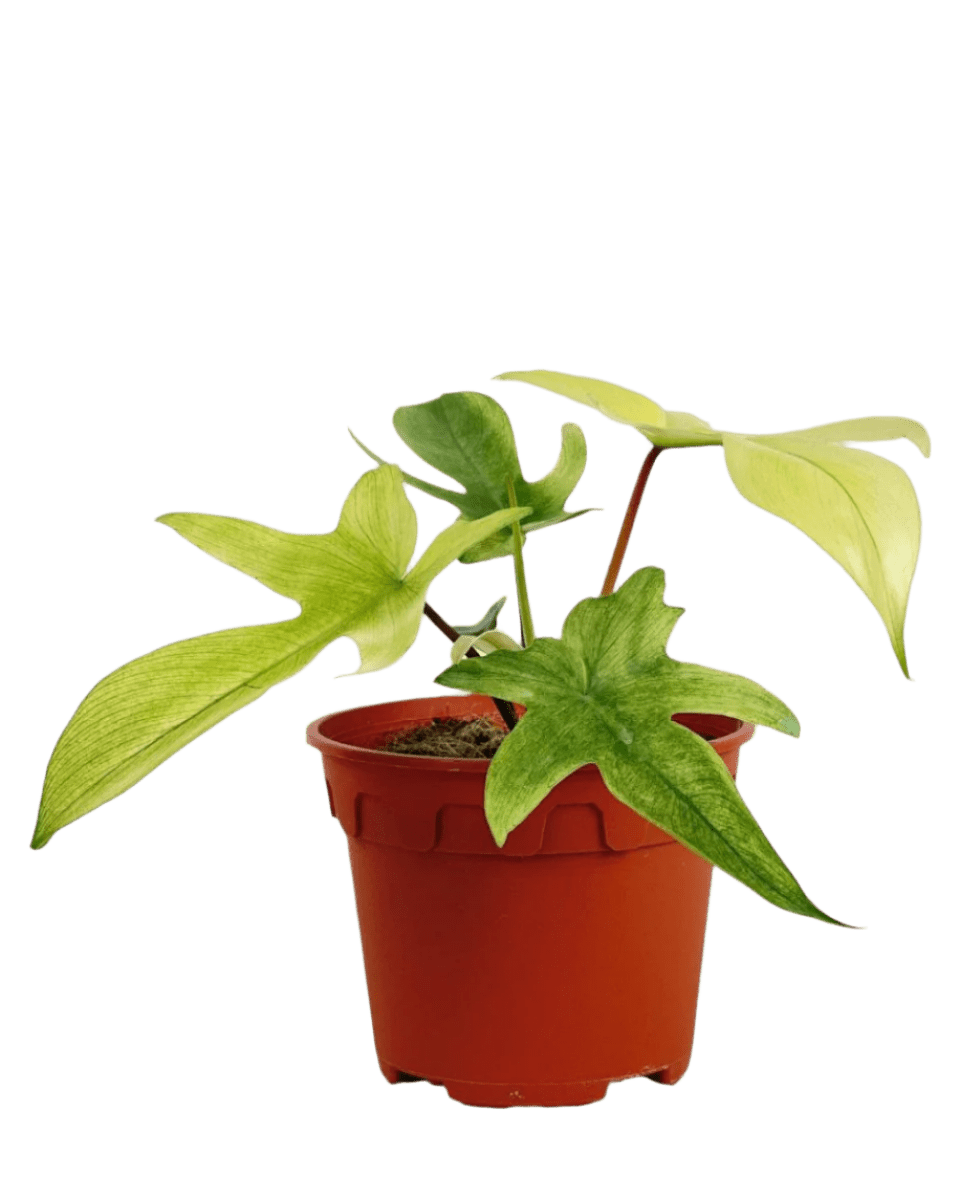 Philodendron Florida Ghost - Potted plant - POTT - PHIL - GRW - 6250 - Tumbleweed Plants - Online Plant Delivery Singapore