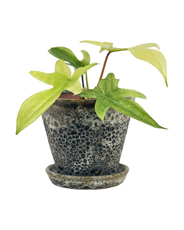 Philodendron Florida Ghost - grow pot - Potted plant - Tumbleweed Plants - Online Plant Delivery Singapore