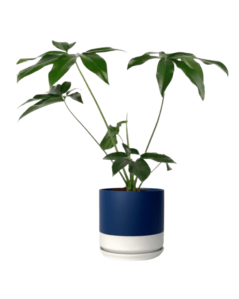 blue white two tone pot