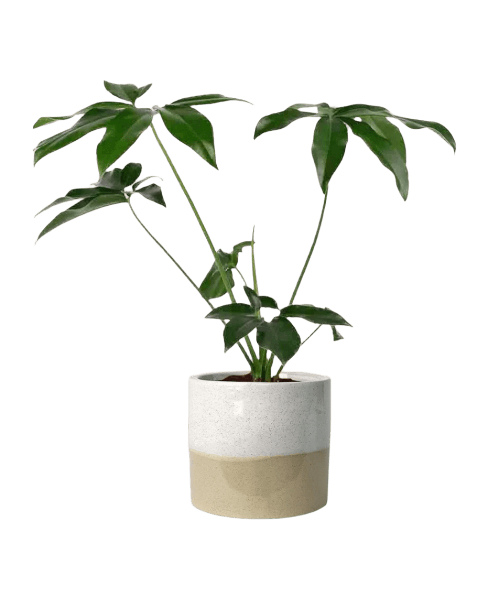 cream two tone planter