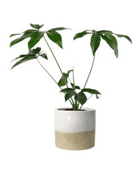 Philodendron Fun Bun - Potted plant - POTT - PHIL - CRM - 3963 - Tumbleweed Plants - Online Plant Delivery Singapore