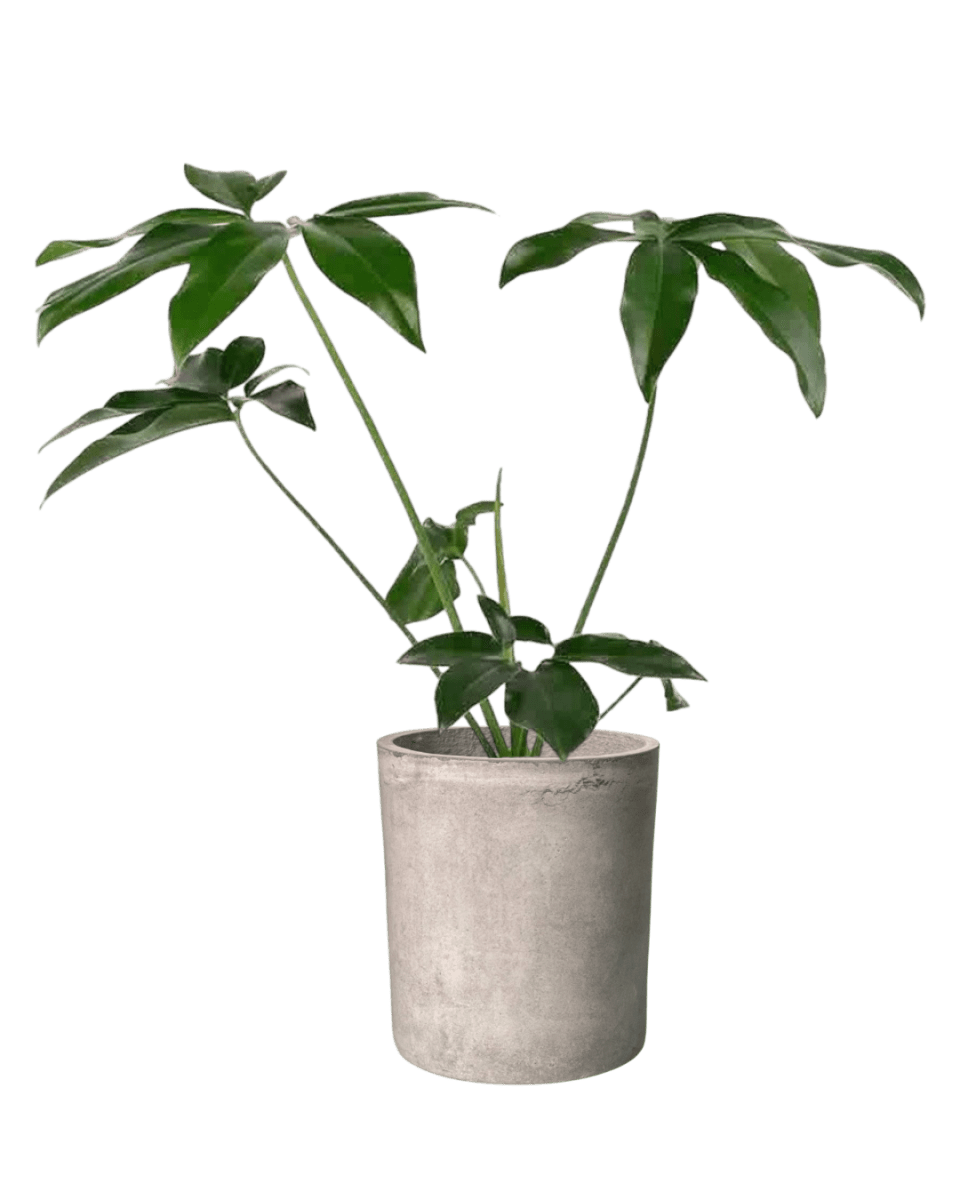 Philodendron Fun Bun - Potted plant - JUST - PHIL - TRR - 2477 - Tumbleweed Plants - Online Plant Delivery Singapore