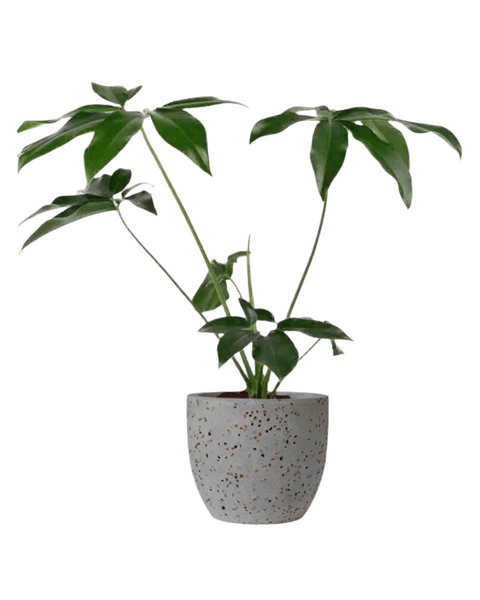 Philodendron Fun Bun - Potted plant - JUST - PHIL - TRR - 2477 - Tumbleweed Plants - Online Plant Delivery Singapore