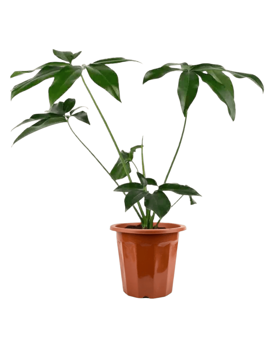 Philodendron Fun Bun - Potted plant - JUST - PHIL - GRW - 2478 - Tumbleweed Plants - Online Plant Delivery Singapore