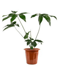 Philodendron Fun Bun - Potted plant - JUST - PHIL - GRW - 2478 - Tumbleweed Plants - Online Plant Delivery Singapore