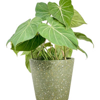 Philodendron Gloriosum