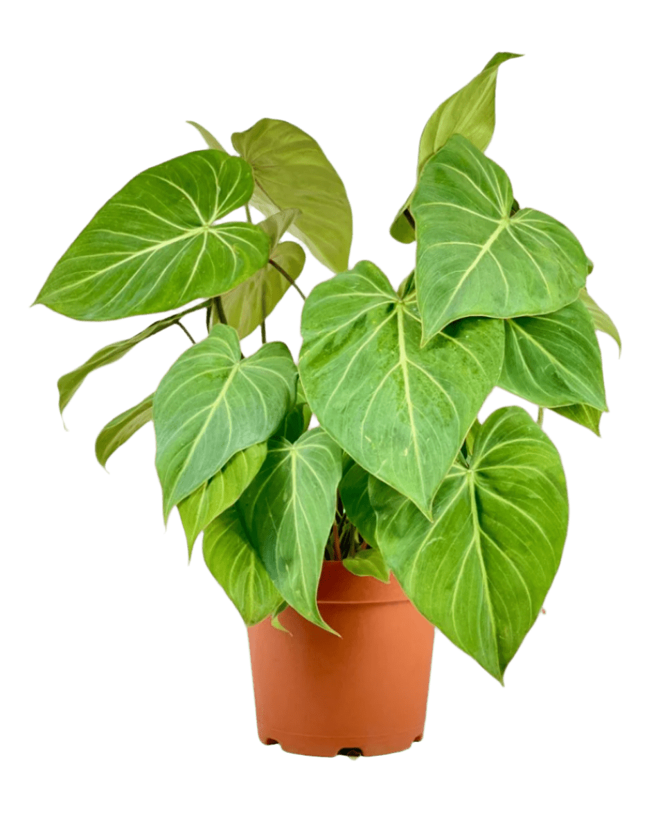 Philodendron Gloriosum - Potted plant - POTT - PHIL - GRW - 5342 - Tumbleweed Plants - Online Plant Delivery Singapore